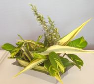 novice class 'flourishing flow of foliage'			